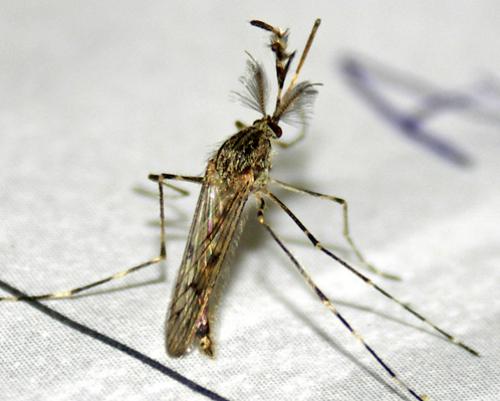 Réf. 15 040 : Aedes sp.