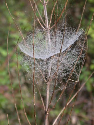 Neriene sp.