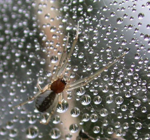 Neriene sp.