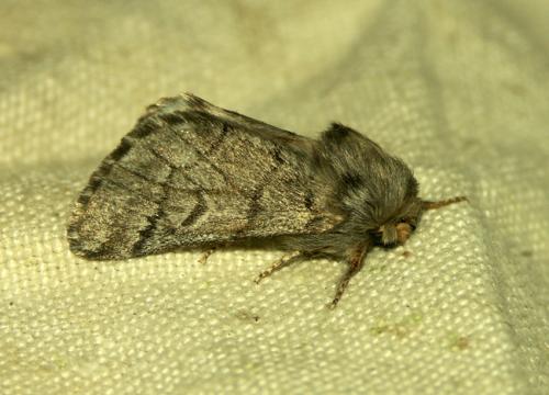 Thaumetopoea sp.