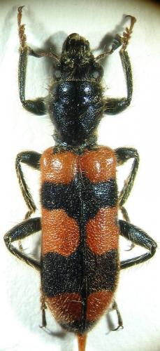 Trichodes crabroniformis
