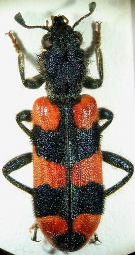 Trichodes sp.