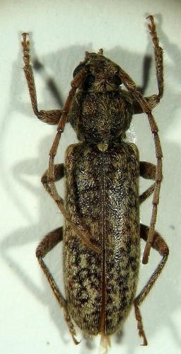 Trichoferus sp.