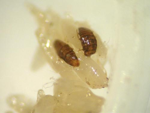 Réf. 15 093 : Sitaris muralis