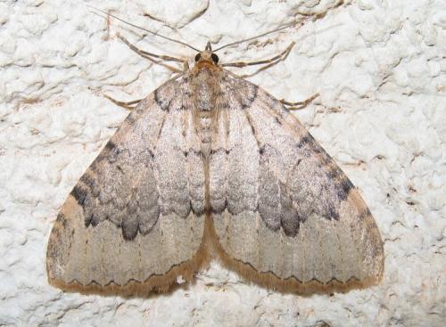 Réf. 15 983 : Triphosa tauteli