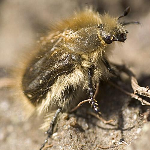 Réf. 15 613 : Tropinota hirta