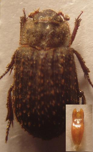 Trox scaber