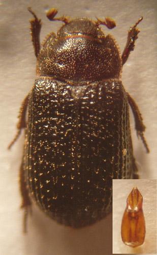 Trox perrisii