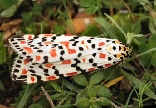 Réf. 15 540 : Utetheisa pulchella