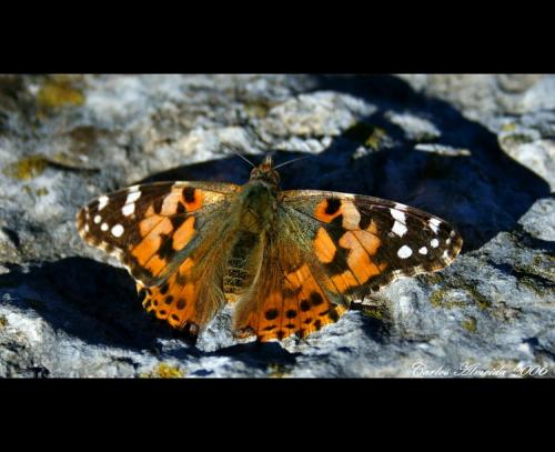 Vanessa cardui