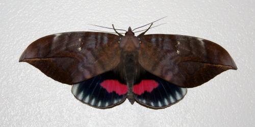 Phyllodes sp.