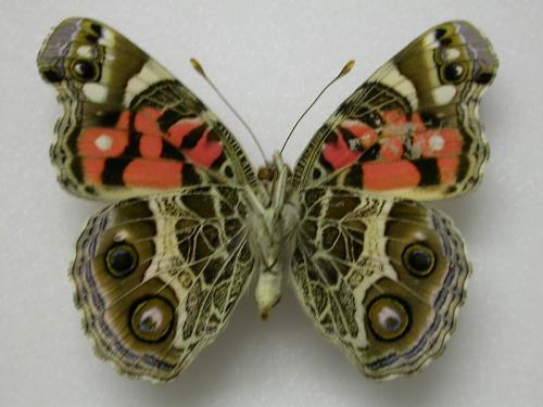 Vanessa virginiensis