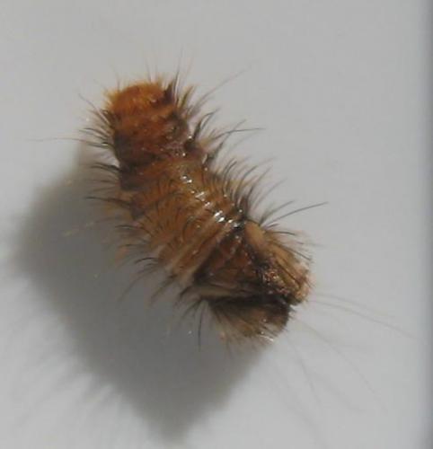 Anthrenus sp.