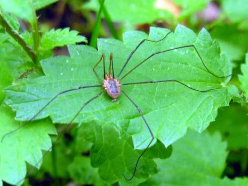 Phalangium opilio