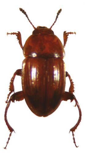 Leiodes cinnamomea