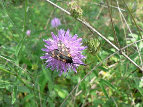 Réf. 15 020 : Zygaena sp.