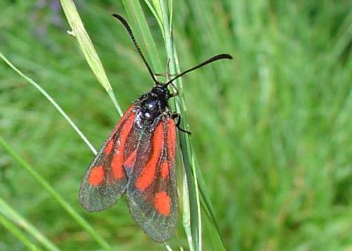 Zygaena sp.