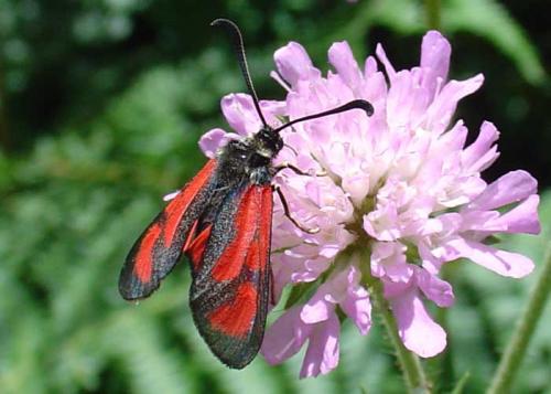 Zygaena loti