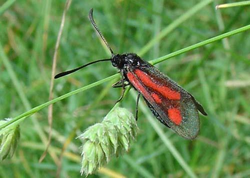 Zygaena sp.