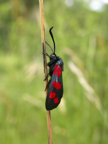 Zygaena filipendulae