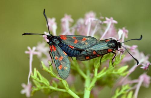 Réf. 15 695 : Zygaena sp.