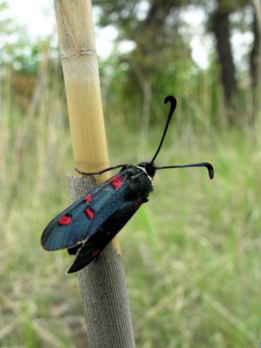 Zygaena lavandulae
