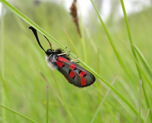 Zygaena rhadamanthus