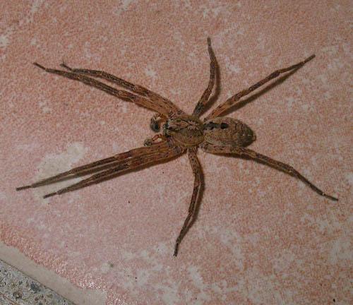 Zoropsis spinimana