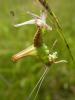 15054 – Photo : Delafollye Laurent – France (25)