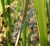 15758 – Photo : FATON Jean-Michel – France (26)