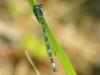 15764 – Photo : FATON Jean-Michel – France (26)