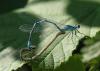 15800 – Photo : FATON Jean-Michel – France (23)