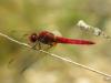 15779 – Photo : FATON Jean-Michel – France (26)