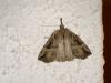 15080 – Photo : Arnaud Jean-Pierre – France (09)