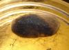 Lasiocampa quercus