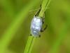 15833 – Photo : FATON Jean-Michel – France (23)