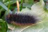 Hyphoraia testudinaria