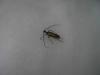 15286 – Photo : nemopteryx – Espagne