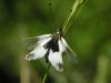 15736 – Photo : FATON Jean-Michel – France (26)