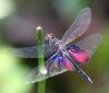 15807 – Photo : Daegil – Madagascar