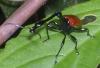 15824 – Photo : Anthony Bain – Madagascar