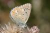 15630 – Photo : Daniel Morel – France (65)