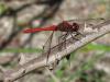 15784 – Photo : FATON Jean-Michel – France (26)