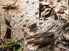 15125 – Photo : Luc Bettinelli – France (25)