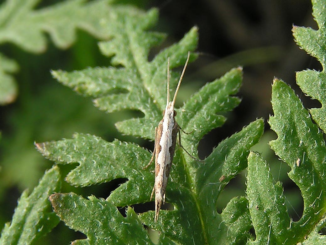 Plutella (Plutella) xylostella (Insecta, Lepidoptera, Plutellidae ...