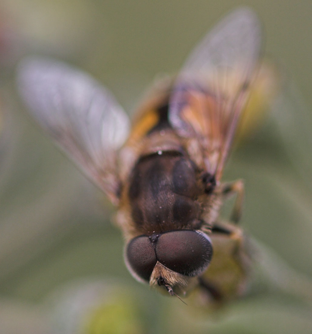 Pierre Duhem - Eristalis (Eoseristalis) arbustorum - réf. 15237 (1029 x 1100 pixels, 90 ko)