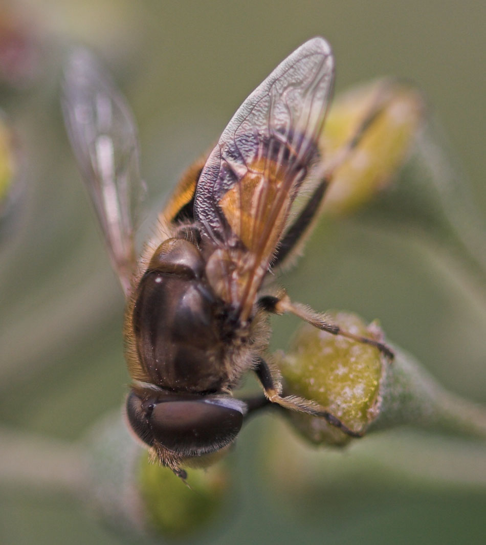 Pierre Duhem - Eristalis (Eoseristalis) arbustorum - réf. 15238 (950 x 1065 pixels, 107 ko)