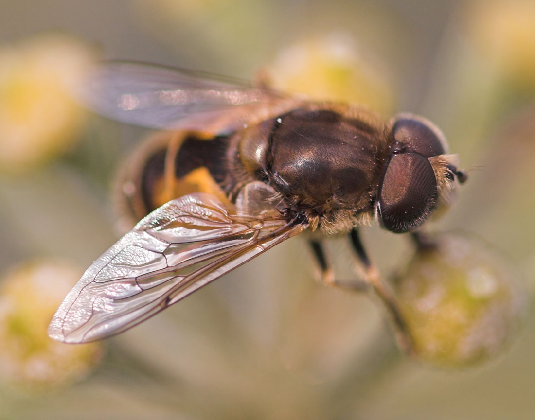 Pierre Duhem - Eristalis (Eoseristalis) arbustorum - réf. 15239 (1100 x 864 pixels, 106 ko)