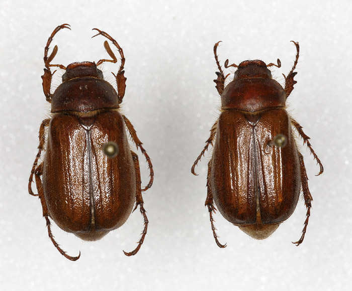 Elwood - Amphimallon majale - réf. 15400 (700 x 580 pixels, 132 ko)