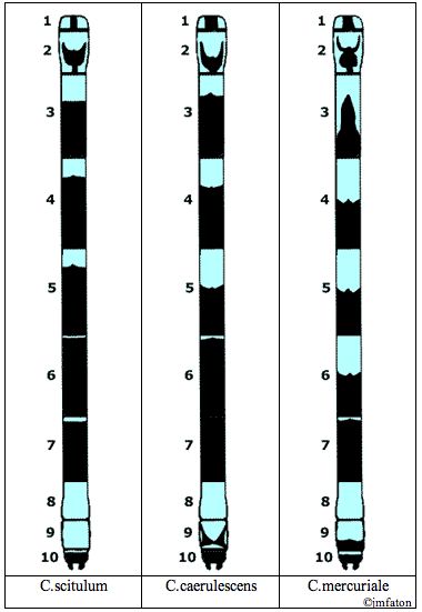FATON Jean-Michel - Coenagrion divers - réf. 15841 (380 x 551 pixels, 34 ko)